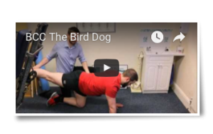 bird dog